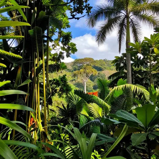 Descubra a Beleza do Amapá com parabirdingtour.com Descubra a Beleza do Amapá com parabirdingtour.com