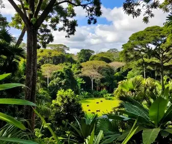 Descubra a Floresta Nacional do Amapá: Um Paraíso Natural Descubra a Floresta Nacional do Amapá: Um Paraíso Natural