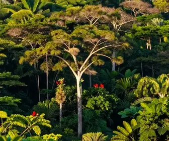 Descubra a Melhor Época para Birdwatching no Amapá Descubra a Melhor Época para Birdwatching no Amapá