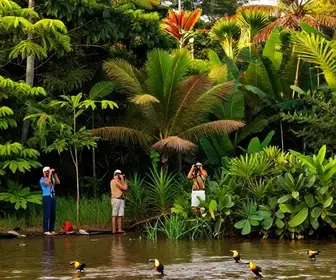 Descubra a Observação de Aves no Cabo Orange: Um Paraíso para Ornitólogos