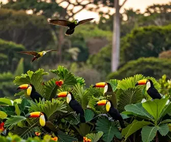 Descubra as Aves do Amapá: Um Guia para Observadores de Aves Descubra as Aves do Amapá: Um Guia para Observadores de Aves