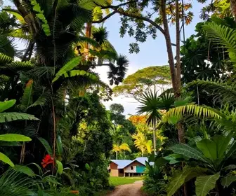 Descubra as Experiências Incríveis na Floresta Amazônica do Amapá