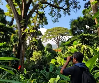 Descubra o Birdwatching no Tumucumaque: Paraíso dos Observadores de Aves Descubra o Birdwatching no Tumucumaque: Paraíso dos Observadores de Aves
