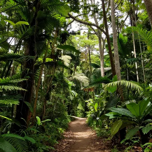 Explorando a Floresta Nacional do Amapá