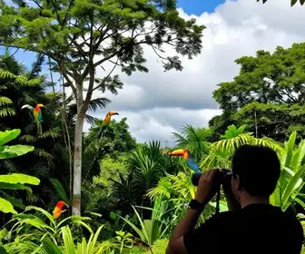 Melhores locais para observação de aves em Amapá: guia essencial Melhores locais para observação de aves em Amapá: guia essencial